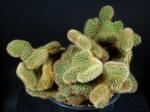 Cleistocactus samaipatanus cristata